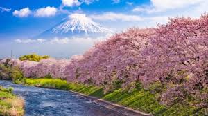 جشنواره شکوفه های گیلاس ژاپن